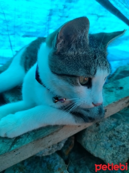 Tekir Kedi, Kedi  Prenses fotoğrafı