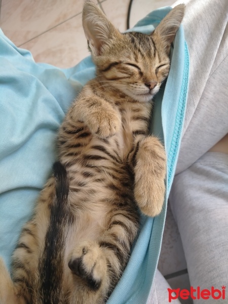 Tekir Kedi, Kedi  Prenses fotoğrafı