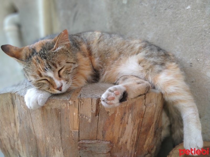 Tekir Kedi, Kedi  Prenses fotoğrafı
