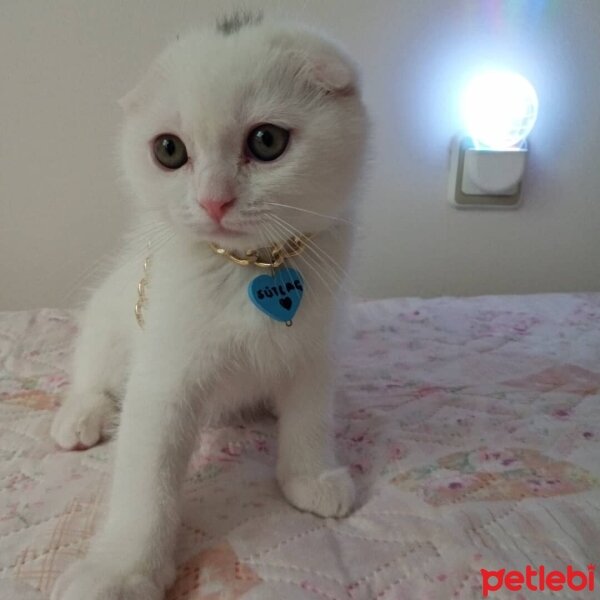 Scottish Fold, Kedi  Sütlaç fotoğrafı