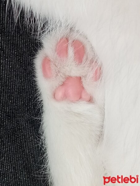 Scottish Fold, Kedi  Sütlaç fotoğrafı