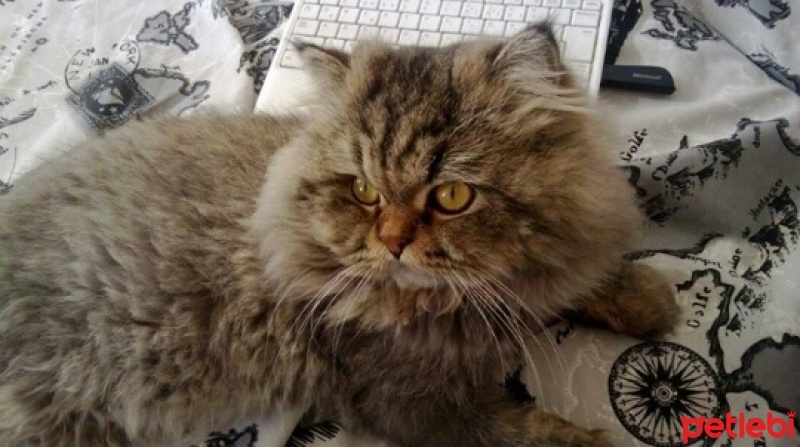 İran Kedisi (Persian), Kedi  Köfte fotoğrafı