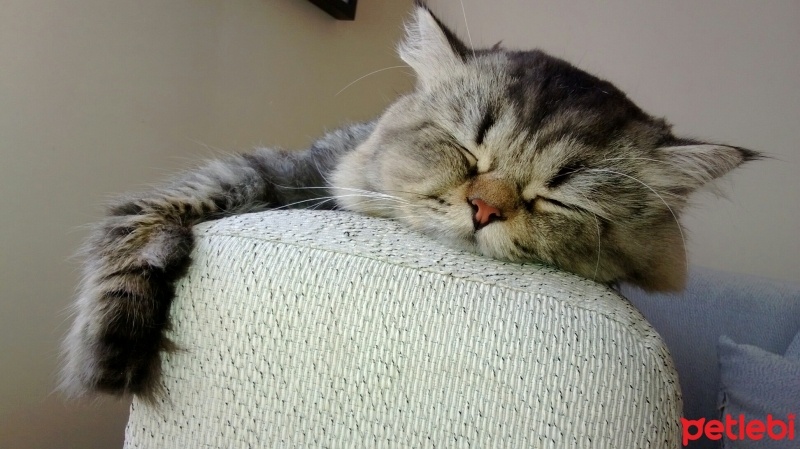 İran Kedisi (Persian), Kedi  Köfte fotoğrafı