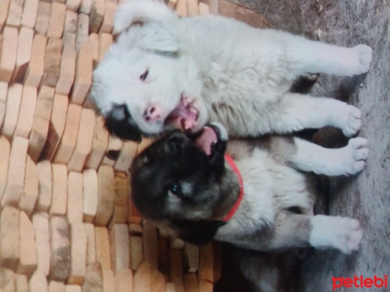 Muhabbet Kuşu, Kuş  Boncuk fotoğrafı