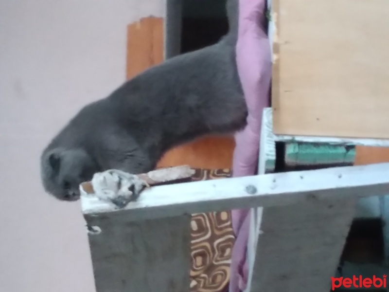 Scottish Fold, Kedi  Pati fotoğrafı