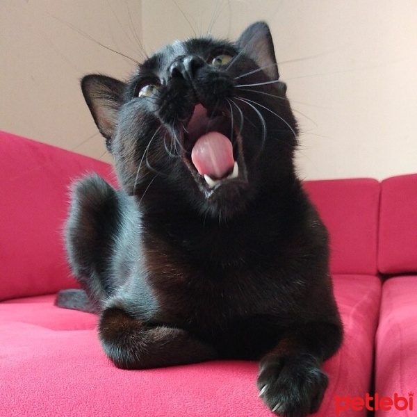 Bombay, Kedi  ZEYTİN fotoğrafı