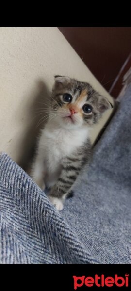 Tekir Kedi, Kedi  Maya fotoğrafı