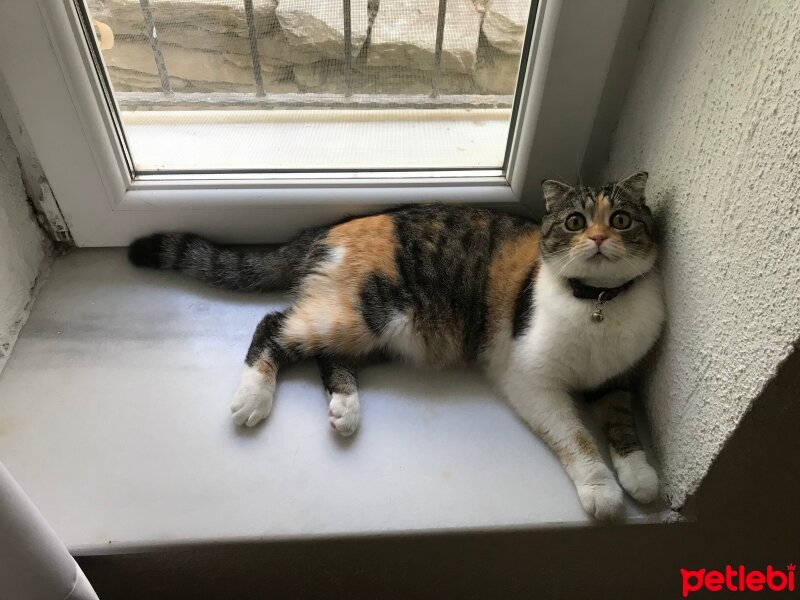 Tekir Kedi, Kedi  Maya fotoğrafı