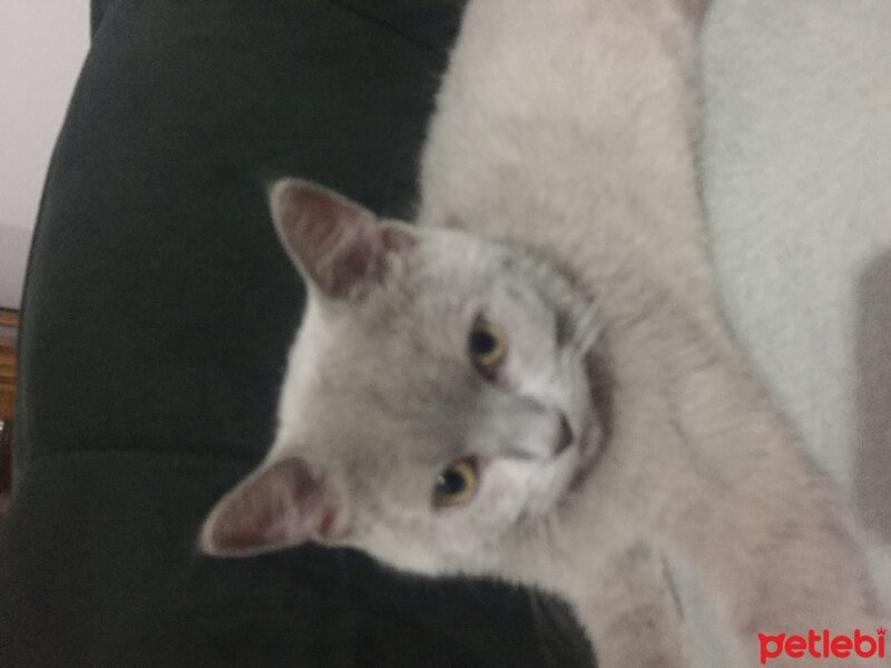 Scottish Fold, Kedi  Mars fotoğrafı