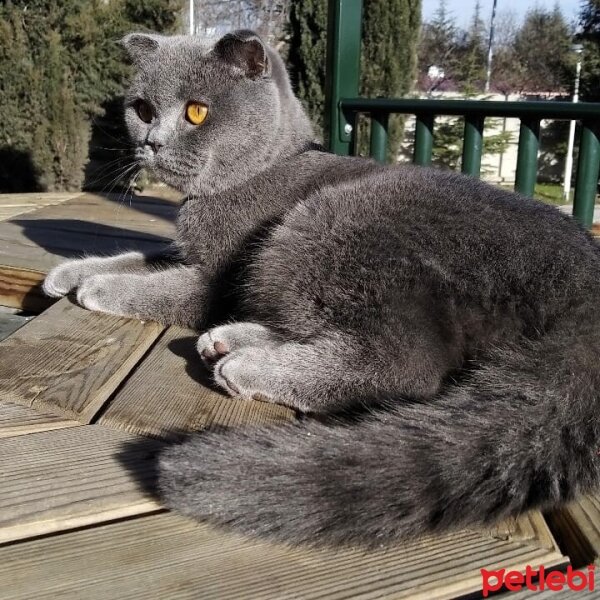 Scottish Fold, Kedi  Mila fotoğrafı