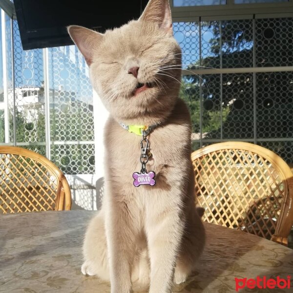 British Shorthair, Kedi  Oliver fotoğrafı