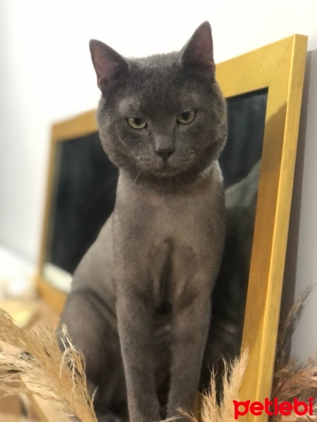 British Shorthair, Kedi  Zeus fotoğrafı