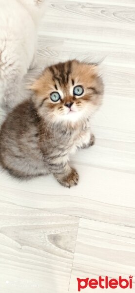 Scottish Fold, Kedi  Oscar fotoğrafı