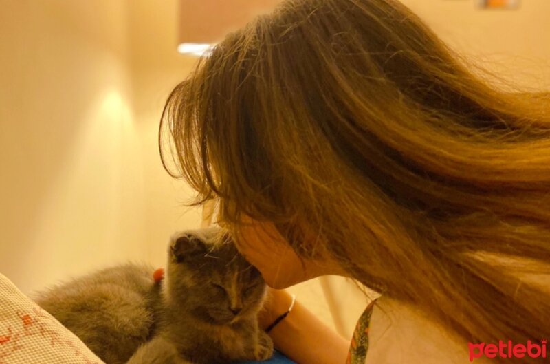 Scottish Fold, Kedi  Lina fotoğrafı