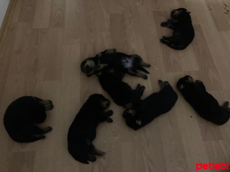 Rottweiler, Köpek  Hera fotoğrafı
