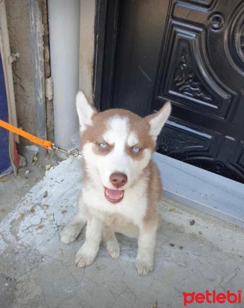 Sibirya Kurdu (Husky), Köpek  SOFİA fotoğrafı