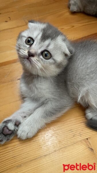 Scottish Fold, Kedi  Tia fotoğrafı