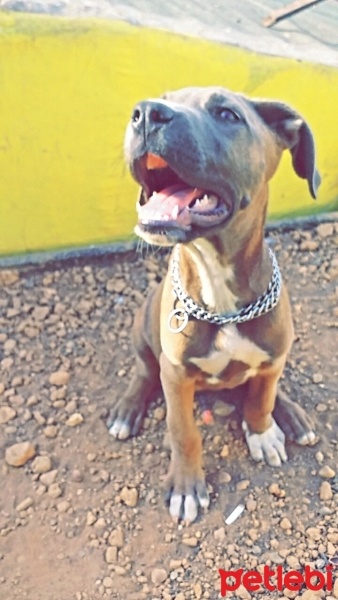 Amerikan Staffordshire Terrier, Köpek  Pablo fotoğrafı