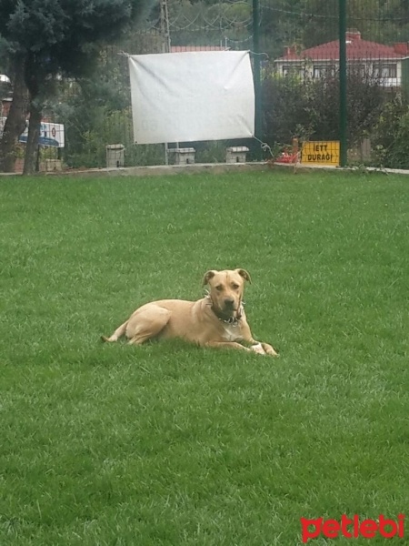 Golden Retriever, Köpek  Bony fotoğrafı