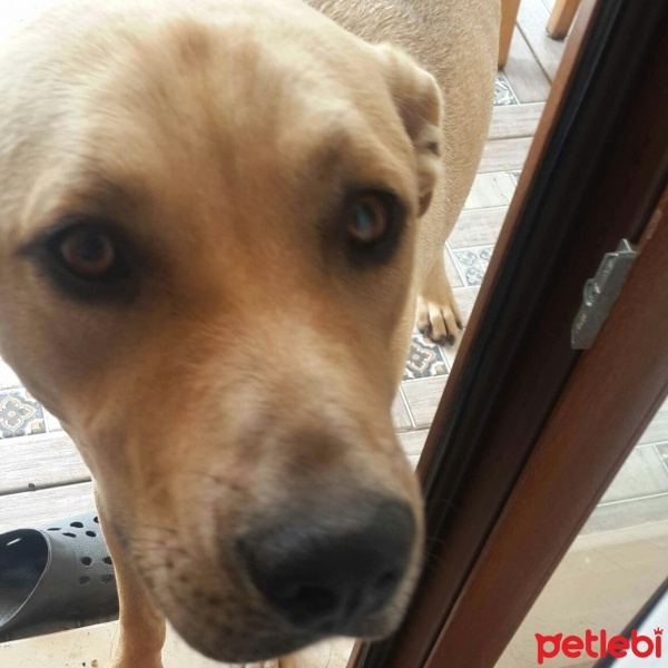 Golden Retriever, Köpek  Bony fotoğrafı