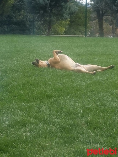 Golden Retriever, Köpek  Bony fotoğrafı