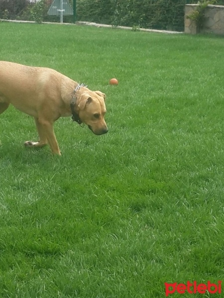 Golden Retriever, Köpek  Bony fotoğrafı