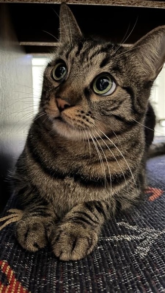 Tekir Kedi, Kedi  Peri fotoğrafı