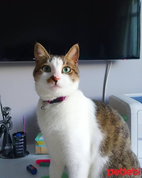 Tekir Kedi, Kedi  Şeker fotoğrafı