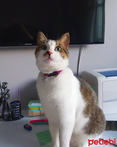 Tekir Kedi, Kedi  Şeker fotoğrafı
