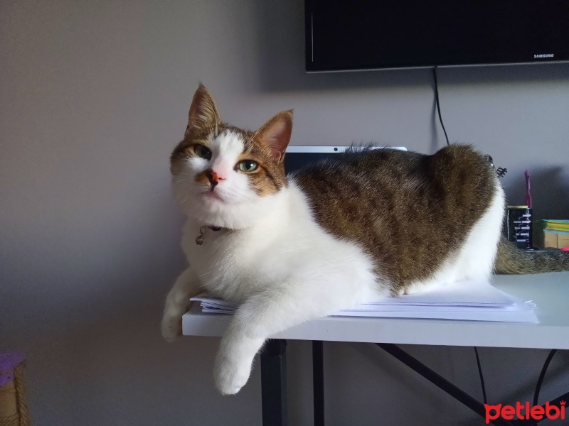 Tekir Kedi, Kedi  Şeker fotoğrafı