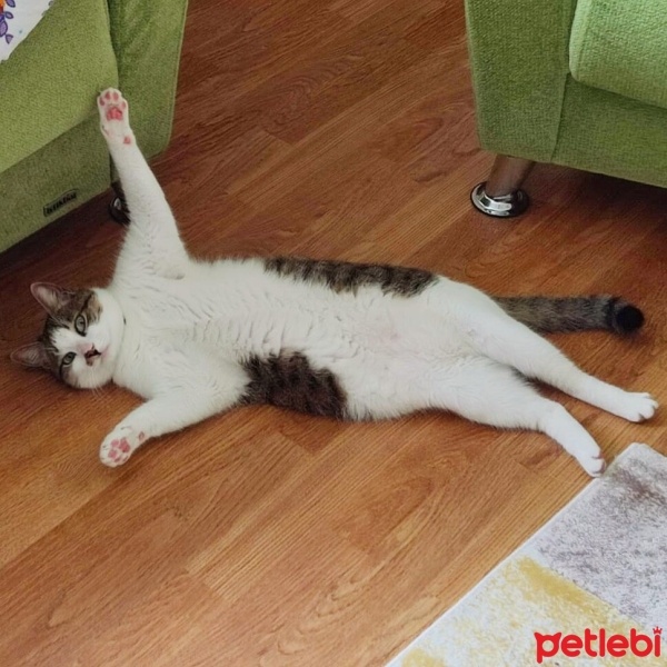 Tekir Kedi, Kedi  Şeker fotoğrafı