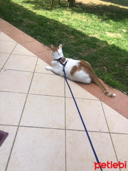Tekir Kedi, Kedi  Behlül fotoğrafı
