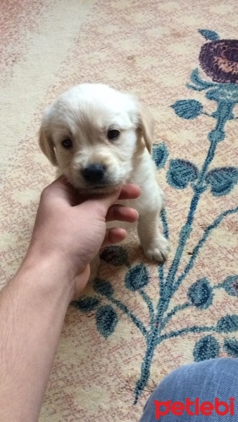 Golden Retriever, Köpek  Rüzgar fotoğrafı