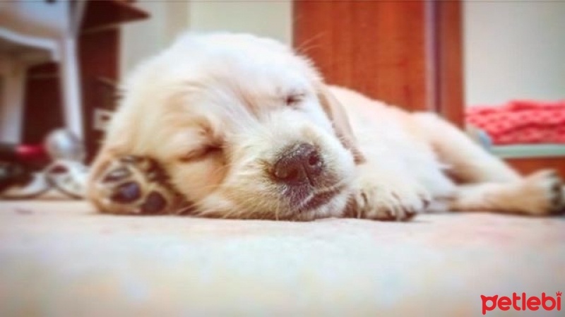 Golden Retriever, Köpek  Rüzgar fotoğrafı