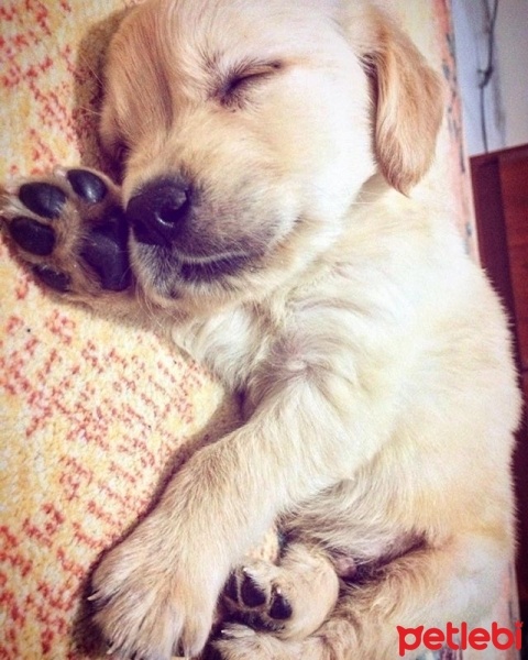 Golden Retriever, Köpek  Rüzgar fotoğrafı