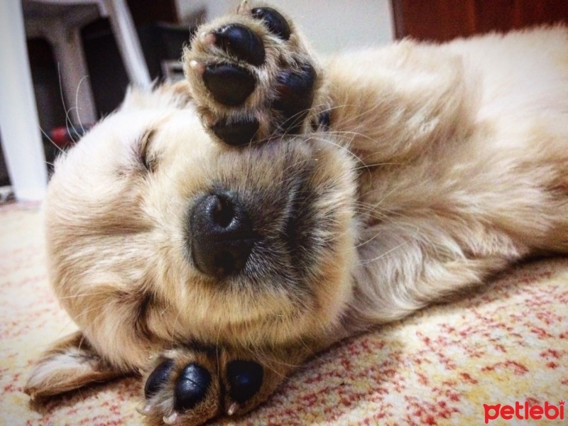 Golden Retriever, Köpek  Rüzgar fotoğrafı