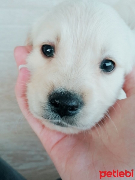Golden Retriever, Köpek  Rüzgar fotoğrafı