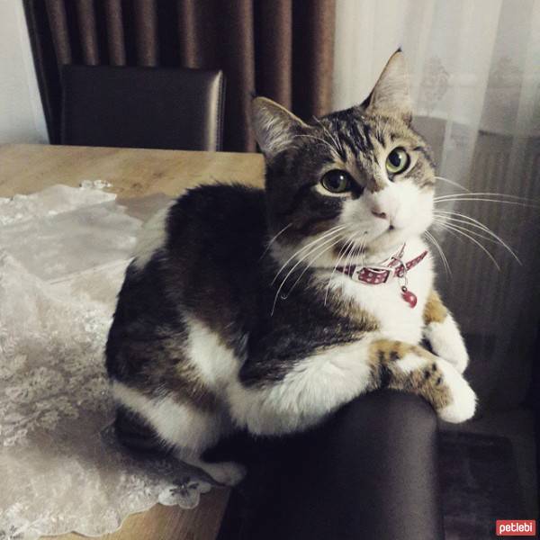 Tekir Kedi, Kedi  rıfkı fotoğrafı