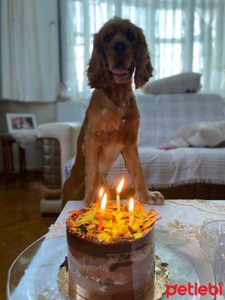 Amerikan Cocker Spaniel, Köpek  Çavuş fotoğrafı