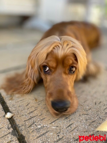 Amerikan Cocker Spaniel, Köpek  Çavuş fotoğrafı