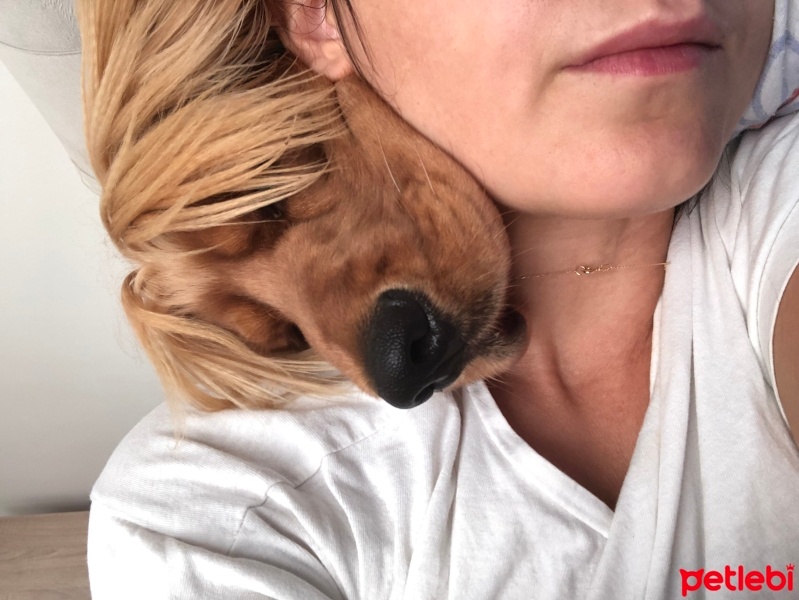 Amerikan Cocker Spaniel, Köpek  Çavuş fotoğrafı