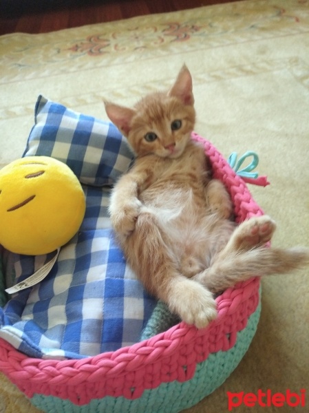 Sarman, Kedi  Tarçın fotoğrafı