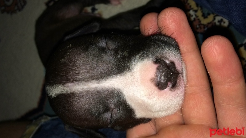 Amerikan Pitbull Terrier, Köpek  Paşa  fotoğrafı