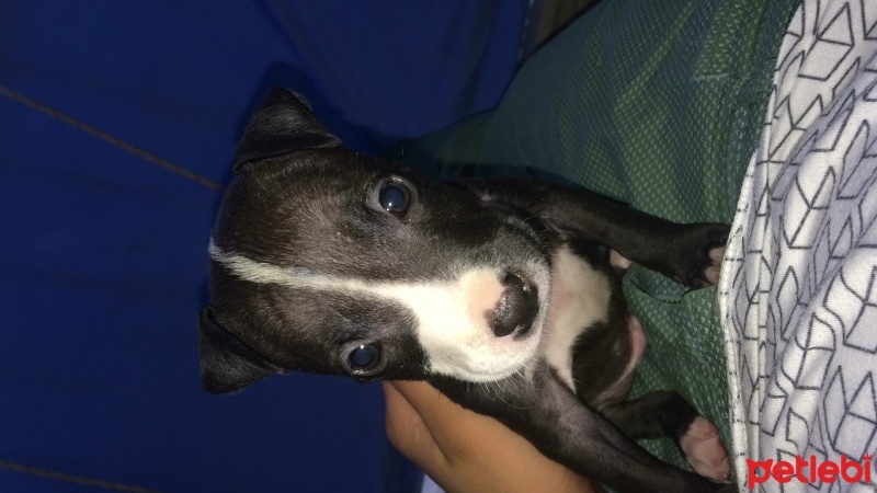 Amerikan Pitbull Terrier, Köpek  Paşa  fotoğrafı