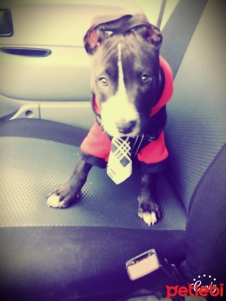 Amerikan Pitbull Terrier, Köpek  Paşa  fotoğrafı
