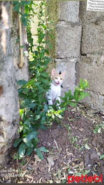 Sarman, Kedi  Lena fotoğrafı