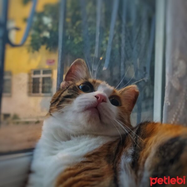 Tekir Kedi, Kedi  Gece fotoğrafı