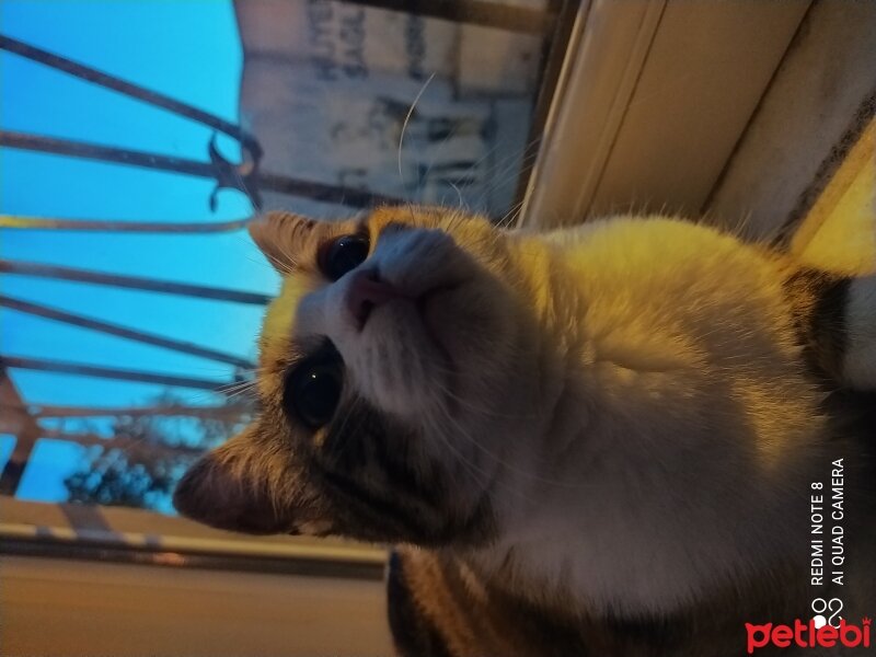 Tekir Kedi, Kedi  Gece fotoğrafı