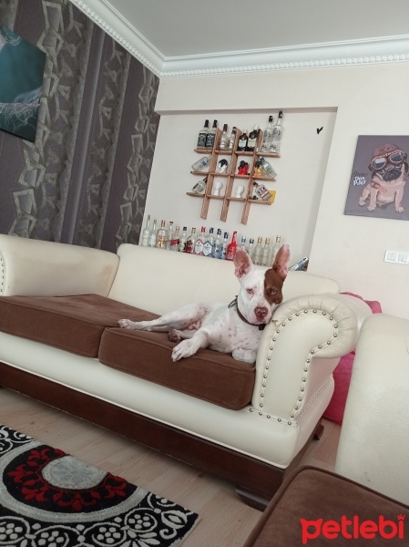 Amerikan Pitbull Terrier, Köpek  Çakıl fotoğrafı