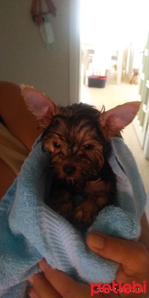 Yorkshire Terrier, Köpek  Misha fotoğrafı